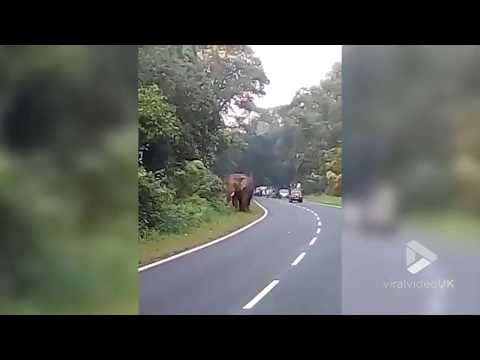 شاهد فيل يدهس حارس أمن حتى الموت في لقطات صادمة