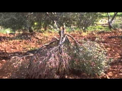 اقتلاع أشجار الزيتون في نابلس ورام الله بالفيديو