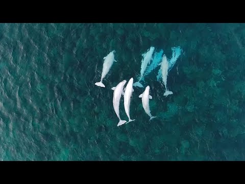 شاهد تجمّع 800 من الحيتان المهددة بالانقراض