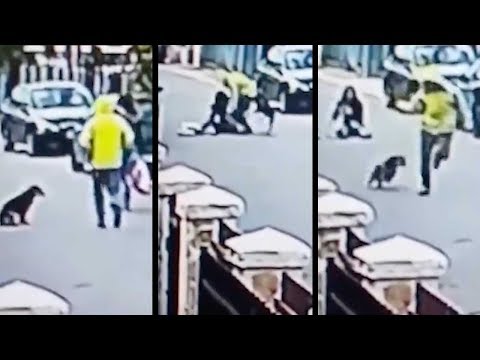 شاهد كلب ضال ينقذ فتاة من أحد اللصوص