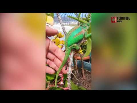 شاهد حرباء تلد 26 صغيرًا على يد رجل