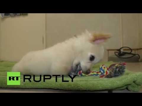 تعافي كلب ولد بأرجلٍ غير متكاملة شاهد