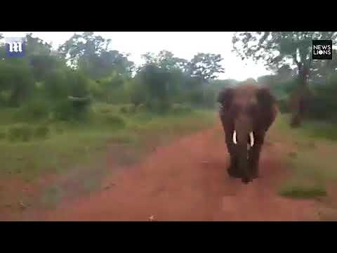شاهد فيل غاضب يطارد مستقلي سيارة