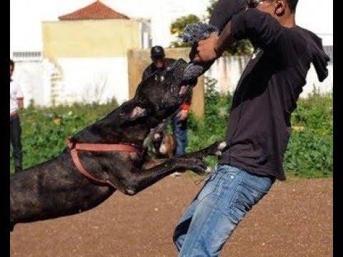 شاهد  عصابة تستعين بكلب مفترس في تنفيذ اعتداءات ضد مراقبي حافلات القنيطرة