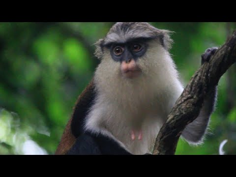 شاهد القرويون في غانا يعتمدون على القردة كمصدر دخل