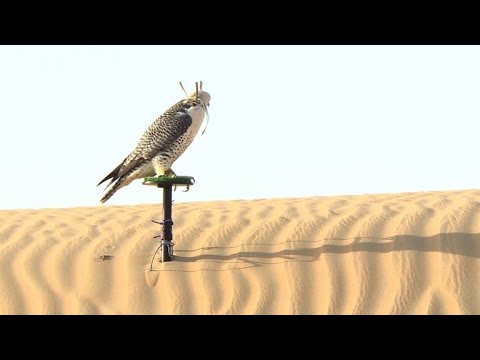 شاهد مدينة العين تحتضن أكبر ملتقى عالمي لهواة تربية الصقور