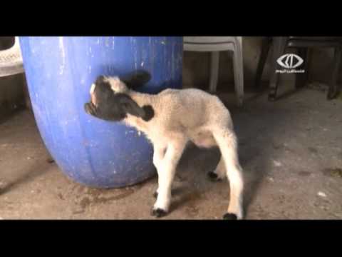 شاهد ولادة حيوانات مشوهة في خان يونس