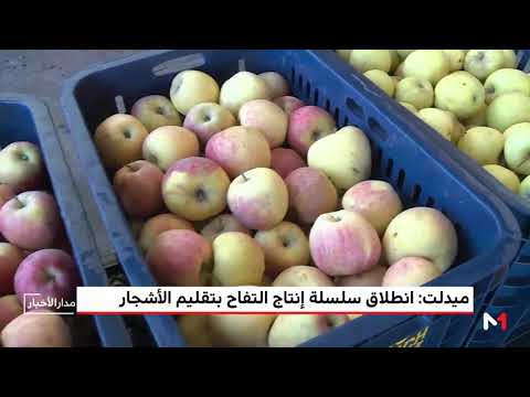 شاهد انطلاق سلسلة إنتاج التفاح