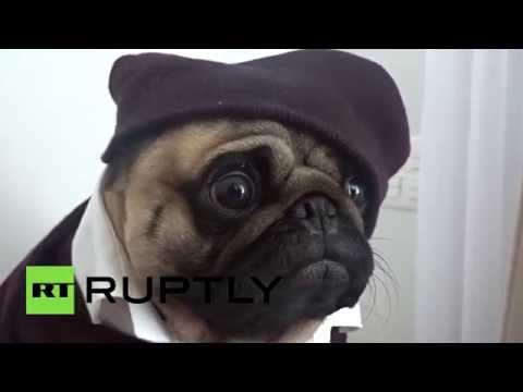 الكلب نوتيللو يحقق شهرة كبيرة على الانترنت لموهبته في عرض