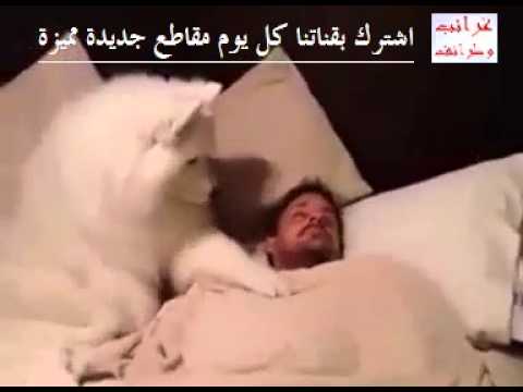 كلب يحل محل المنبه