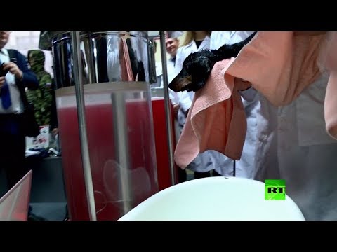 شاهد نائب رئيس الوزراء الروسي يعرض تجربة التنفس تحت الماء