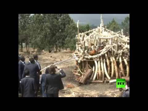 سلطات إثيوبيا تحرق كمية كبيرة من العاج فيديو