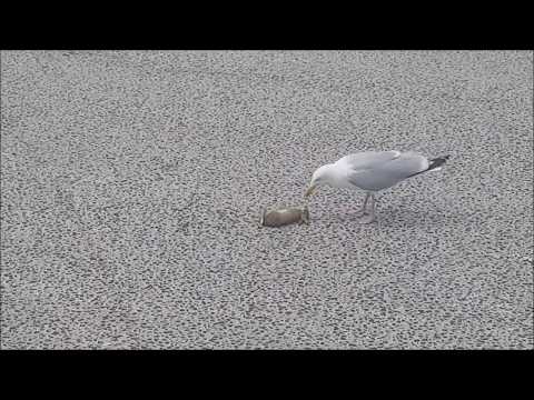 شاهد لقطات مروعة لنورس يقتل ويبلع أرنبًا دفعة واحدة