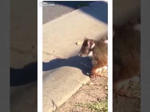 شاهد حيوان غريب يهاجم طالبة ويمسك بملابسها