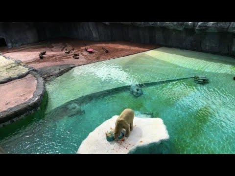 شاهد احتفال بميلاد الدب القطبي اينوكا السابع والعشرين