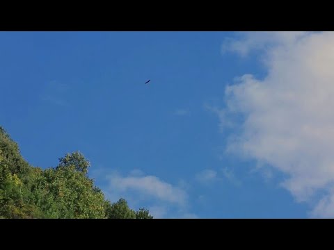 شاهد خطر الانقراض يتهدد النسر الألباني