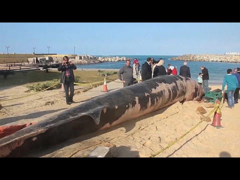 شاهد تحديد أسباب نفوق حوت الإسكندرية ونقله لمدفن خاص