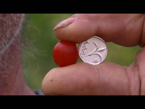 شاهد أصغر طماطم في العالم بحجم الكريز صناعة إسرائيلية