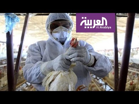 الصحة السعودية تنفي إمكانية انتقال فيروس أنفلونزا الطيور للبشر