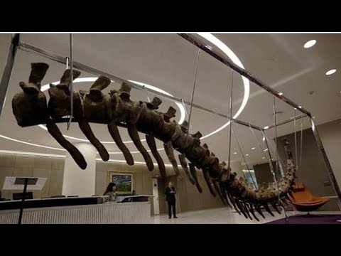 شاهد تفاصيل مثيرة بشأن بيع ذيل ديناصور مغربي في المكسيك