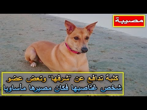 كلبة تعض شخصًا في الصويرة