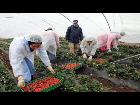 شاهد  شروط وتاريخ السفر بالنسبة للراغبات في العمل بالحقول الإسبانية