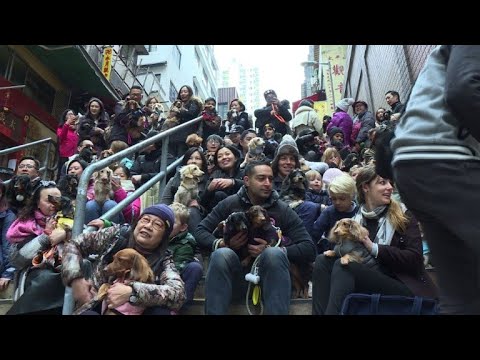 شاهد  كلاب داشهند في هونغ كونغ ترتدي قفازات وسترات صوفية أنيقة