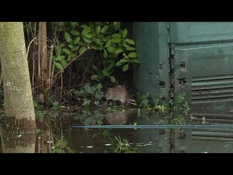 شاهد عمدة باريس ترد على فيديو الفئران الصادم