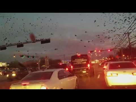 شاهد مشهد غريب لآلاف الطيور تُحلّق في سماء دالاس