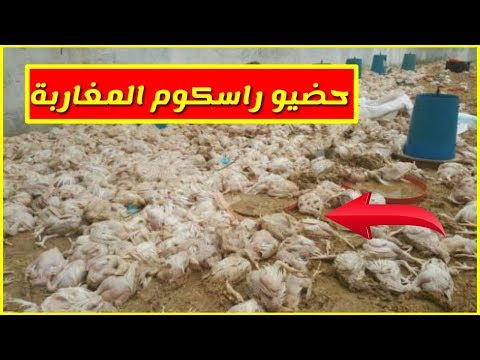 شاهد  إيقاف شاحنات محملة بالدجاج النافق في المغرب