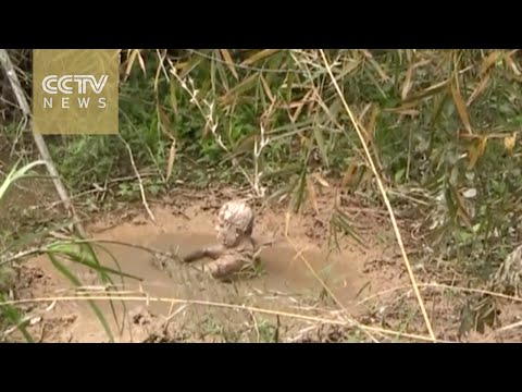 فيديو رجال الإنقاذ ينتشلون شابًا ابتلعه الوحل