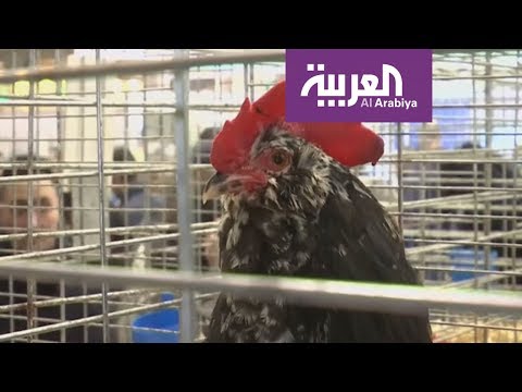 شاهد الرئيس الفرنسي يتبنى دجاجة لهذا السبب