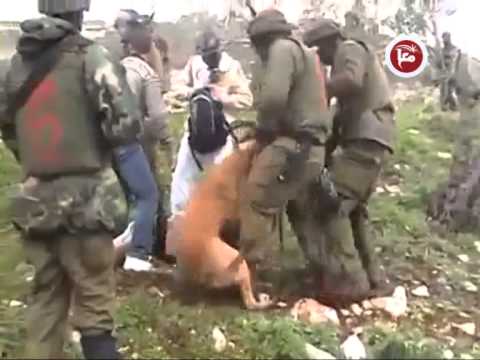 الكلاب البوليسية سلاح جيش الاحتلال لاعتقال الفلسطينيين