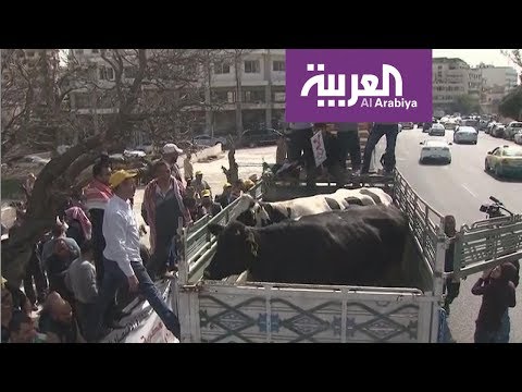 شاهد أبقارٌ ودجاجٌ وبيض أمام مجلس النواب الأردني