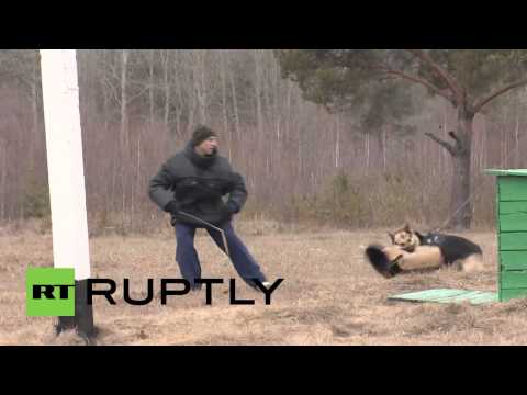 مركز لتدريب كلاب الرعي على الخدمة العسكرية في روسيا فيديو