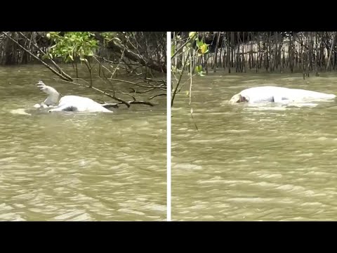 مشهد مرعب لتمساح يأكل آخر ويقسمه إلى نصفين