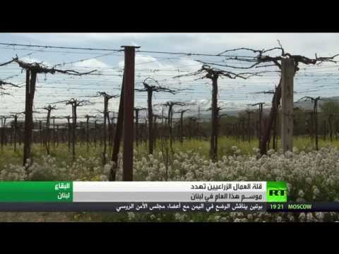 أزمة زراعية بسبب قلة العمال في لبنان