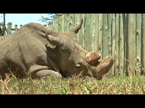 السجن مدى الحياة لجريمة حيازة العاج في كينيا