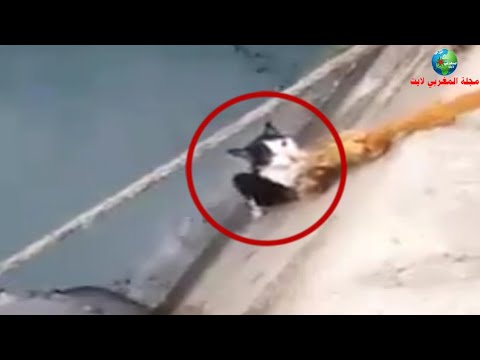 صياد مغربي ينقذ قط من الغرق في المرسى
