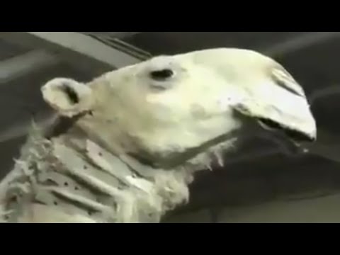 تحنيط خزامة أشهر ناقة في شبه الجزيرة العربية تجاوز سعرها 30 مليون ريال