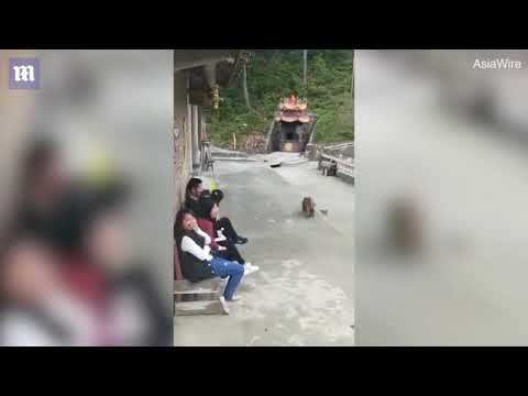 قرد غاضب ينتقم من شاب