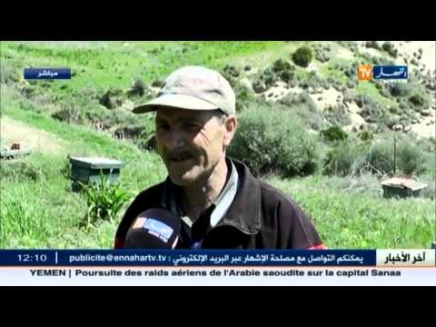 شاهد فلاح ينجح في تحقيق التفوق في تربية النحل