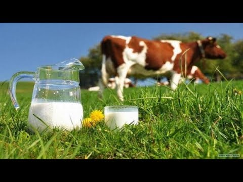 شركات إنتاج الحليب تحذِّر من بيع الحليب مباشرة للمواطنين