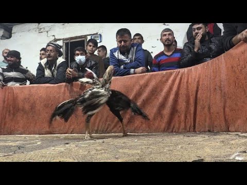 شاهد صراع الديكة ينتشر في مناطق الأكراد شمال سورية