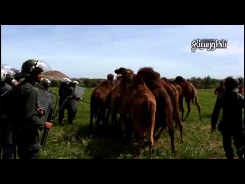 فيديو موقعة الجمل والمواشي في تزطوطين