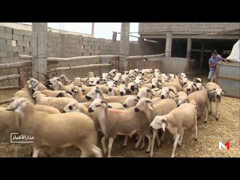 شاهد إجراءات وتدابير صارمة لضمان جودة الأضاحي في المغرب