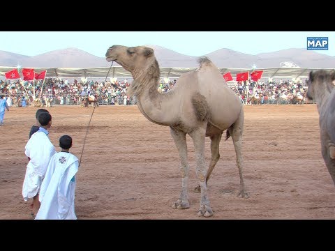 شاهدانطلاق فعاليات الدورة الثامنة لأسبوع الجمل