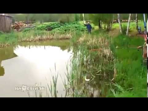 شاهد قط يختطف سمكة من قبل أن تصل إلى الصياد