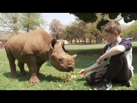 طفل صغير يتكفَّل بمُهمِّة حماية صغار حيوان وحيد القرن