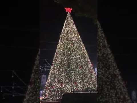 أهالي بيت لحم يلتفون حول شجرة عيد الميلاد